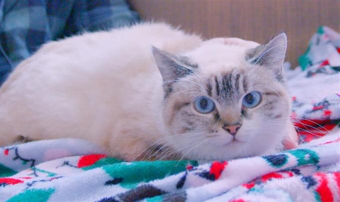 Bella the cat lying on a blanket